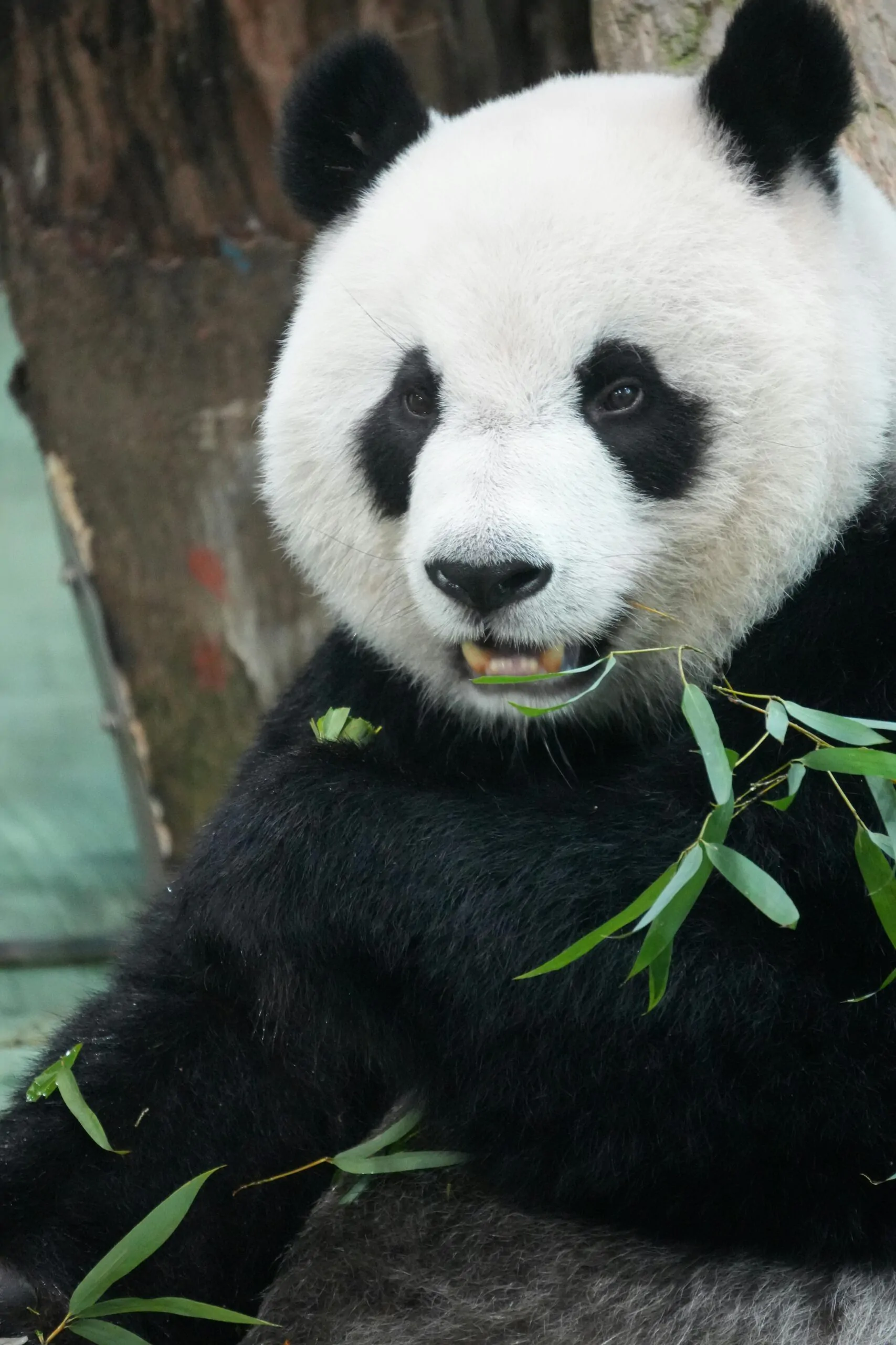 06_26_Chengdu1_Plural TGK