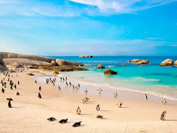 3_10_26_Africa_do_Sul_África do Sul_ Do Veld ao Vinho