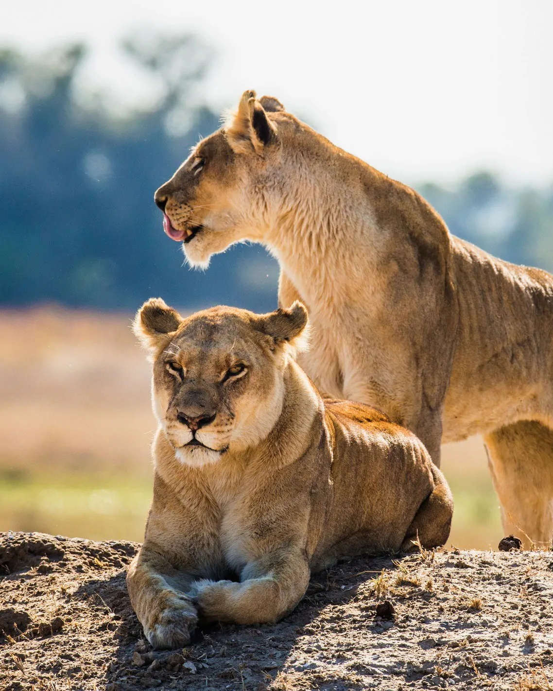 490009836_1247956817330505_205841992882051894_n