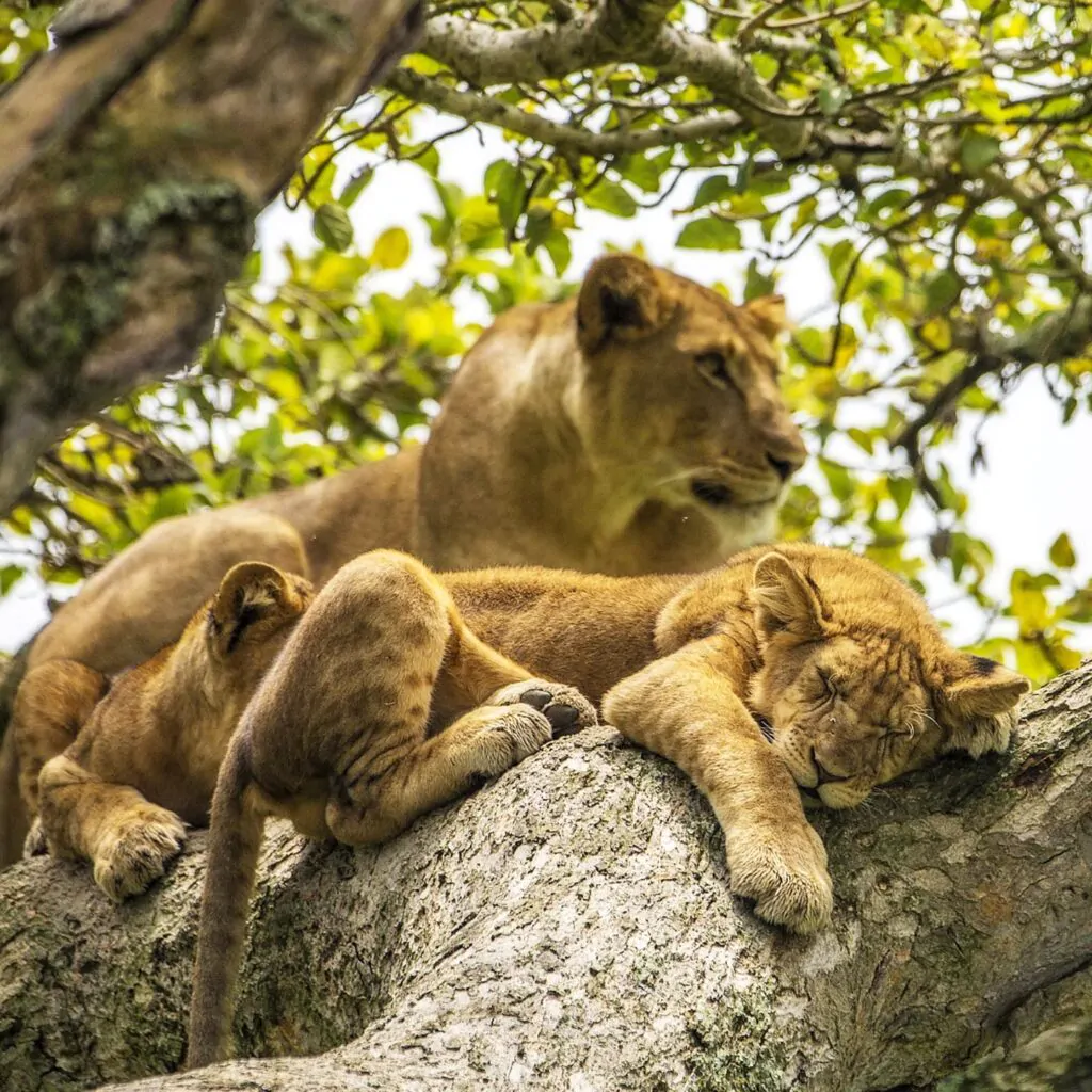 490445643_1250704343722419_6453899304945669675_n-1024x1024