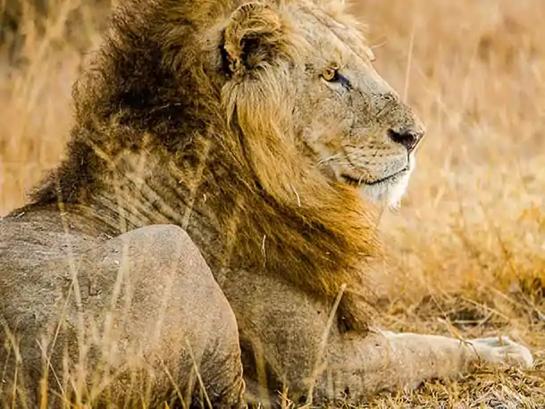 6_10_26_Africa_do_Sul_África do Sul_ Do Veld ao Vinho