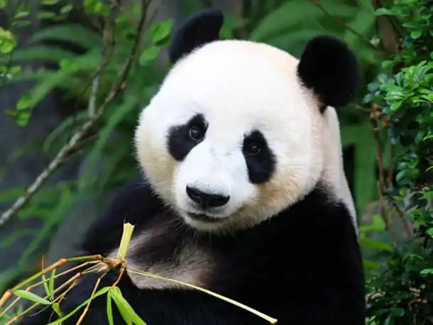 7_06_26_China_Plural TGK