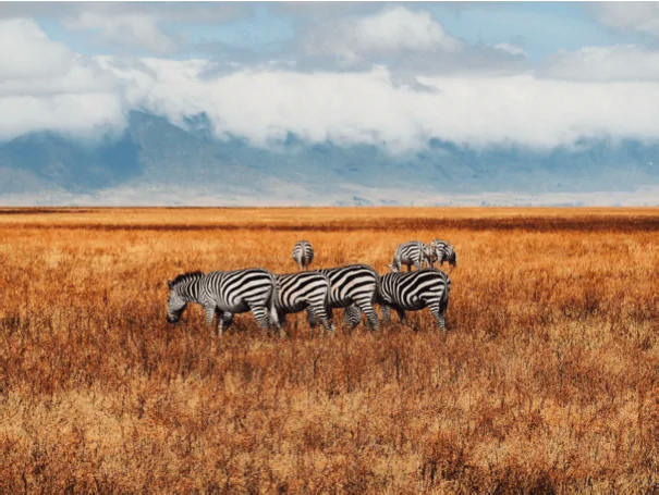 Captura-de-Tela-2025-08-26-as-07.53.01 (1)