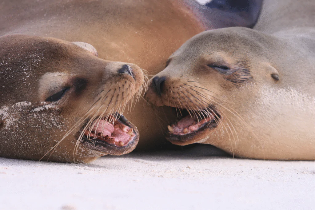 GPS-SCY-ISLA-LOBOS-1024x683