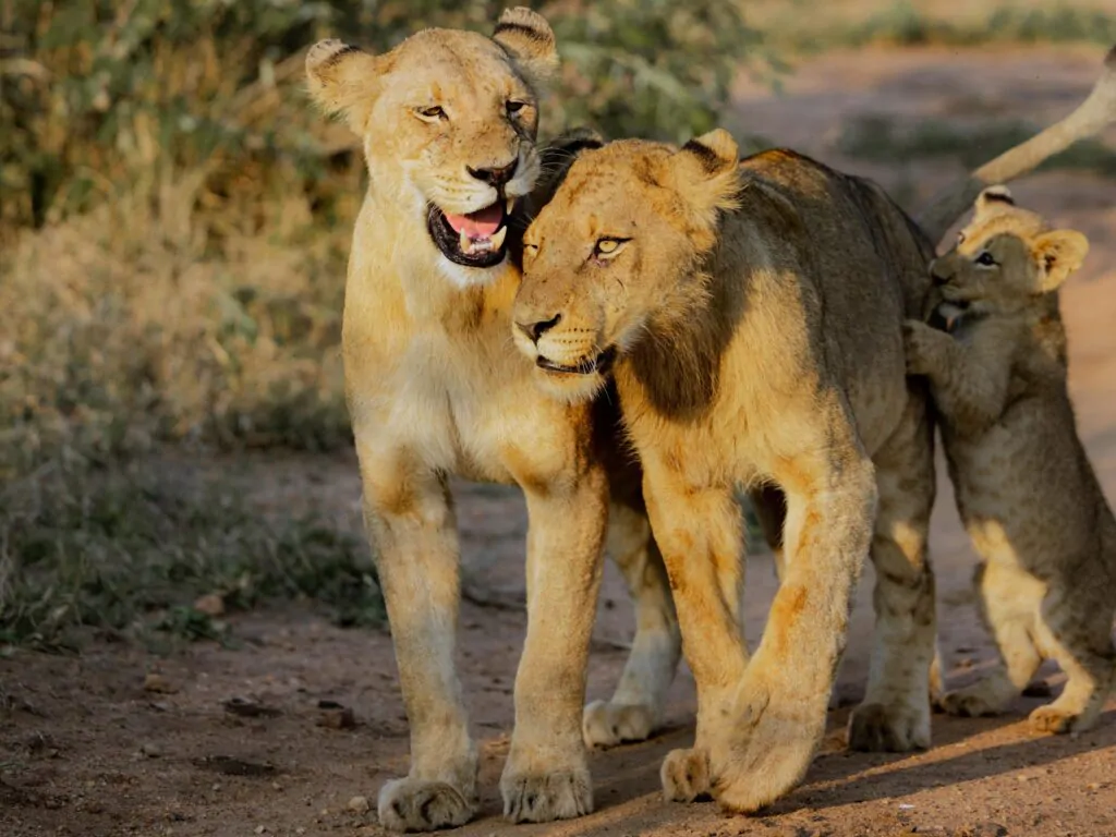 Little-Saseka-1024x768