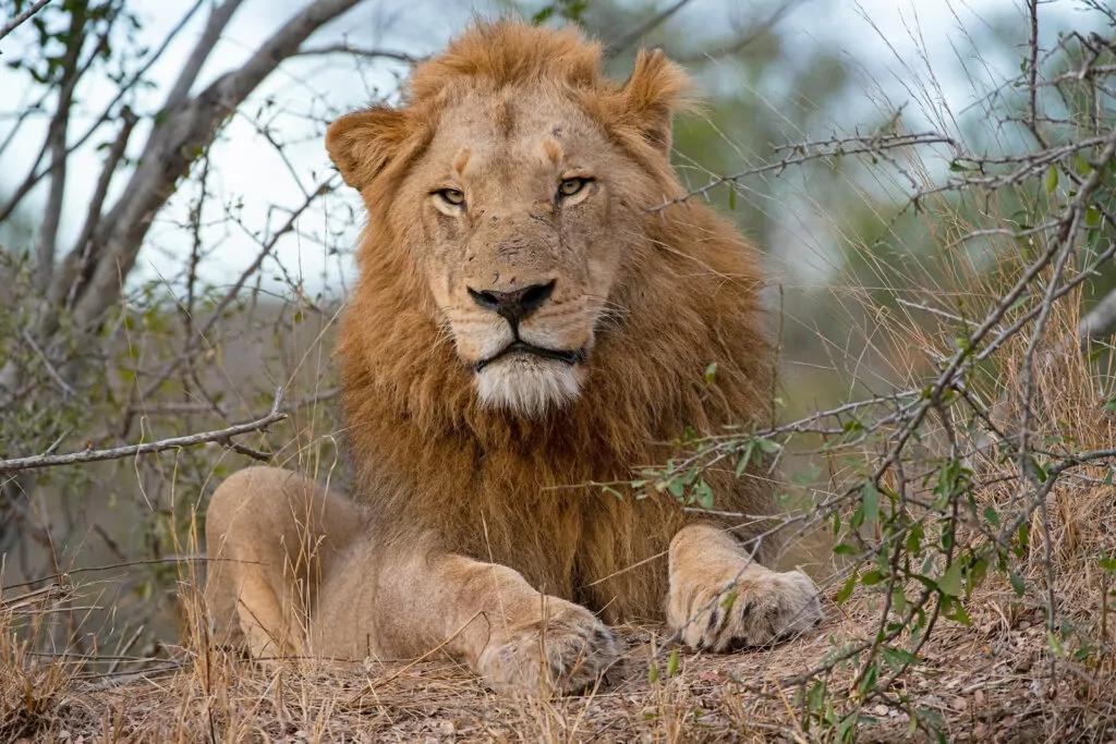 Thornybush_July-2020_High-Res-23-1024x683