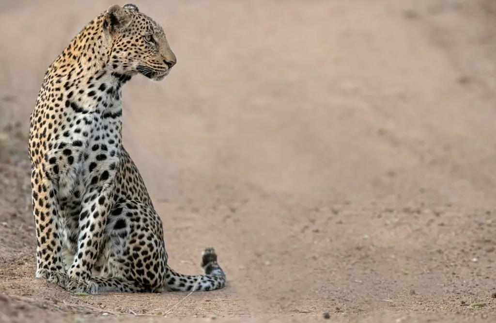 Thornybush_July-2020_High-Res-41-1-1024x666